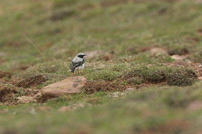 BUITEN BEELD Foto: 28481