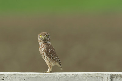 BUITEN BEELD Foto: 28488