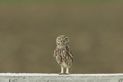 BUITEN BEELD Foto: 28489