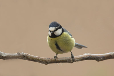 BUITEN BEELD Foto: 28515