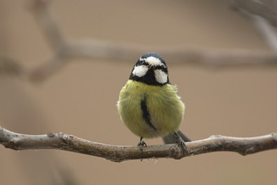 BUITEN BEELD Foto: 28516