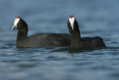 BUITEN BEELD Foto: 28532