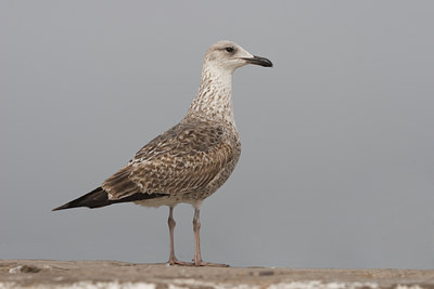 BUITEN BEELD Foto: 28538