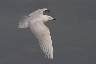 BUITEN BEELD Foto: 28539