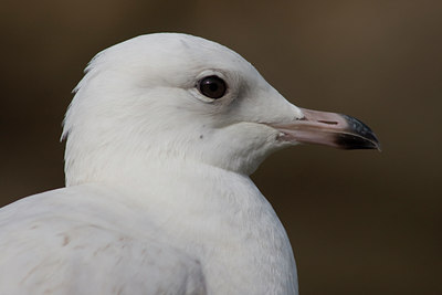 BUITEN BEELD Foto: 28546