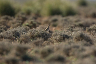 BUITEN BEELD Foto: 28620