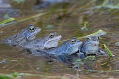 BUITEN BEELD Foto: 28621