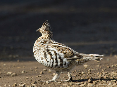 BUITEN BEELD Foto: 28624