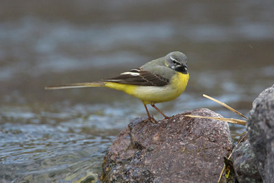 BUITEN BEELD Foto: 28644