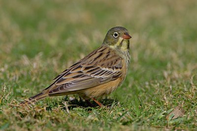 BUITEN BEELD Foto: 28674