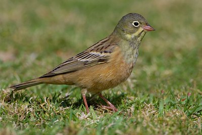 BUITEN BEELD Foto: 28675