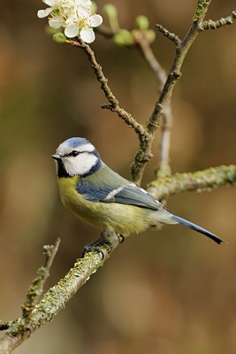 BUITEN BEELD Foto: 28683