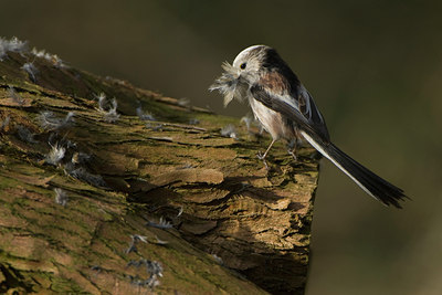 BUITEN BEELD Foto: 28700
