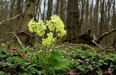 BUITEN BEELD Foto: 28716