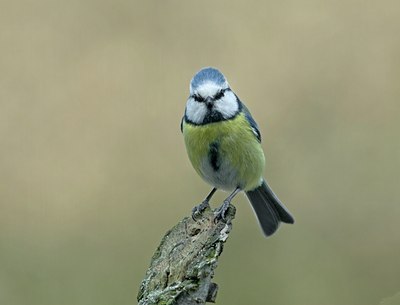 BUITEN BEELD Foto: 28743