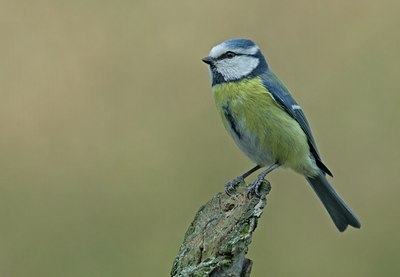 BUITEN BEELD Foto: 28744