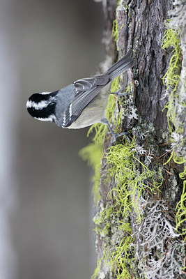 BUITEN BEELD Foto: 28749