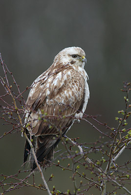 BUITEN BEELD Foto: 28751