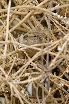 BUITEN BEELD Foto: 28763