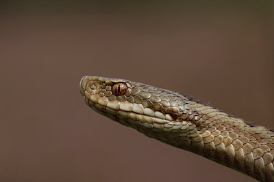 BUITEN BEELD Foto: 28777