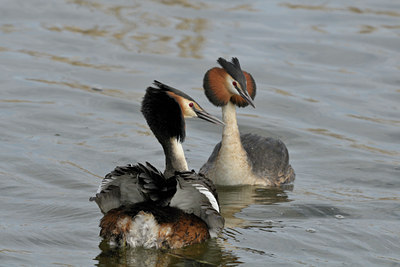 BUITEN BEELD Foto: 28804