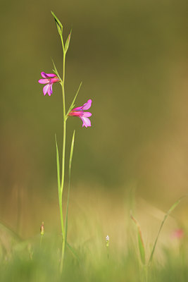BUITEN BEELD Foto: 28818