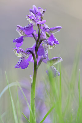BUITEN BEELD Foto: 28826