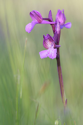 BUITEN BEELD Foto: 28842