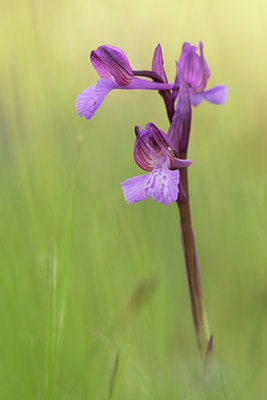 BUITEN BEELD Foto: 28843