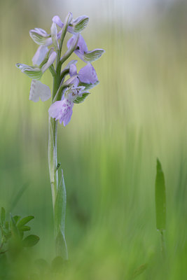 BUITEN BEELD Foto: 28844