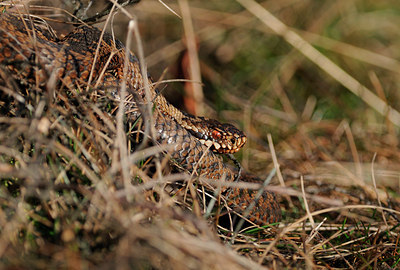 BUITEN BEELD Foto: 28855