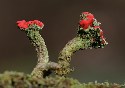 BUITEN BEELD Foto: 28858