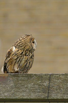 BUITEN BEELD Foto: 28876
