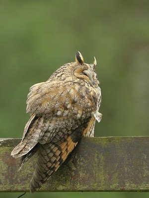 BUITEN BEELD Foto: 28879
