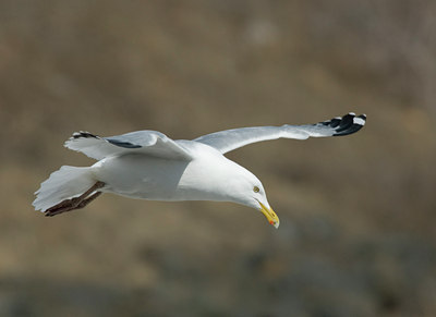 BUITEN BEELD Foto: 28881