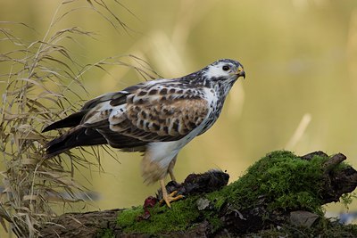 BUITEN BEELD Foto: 28892