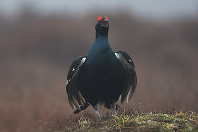BUITEN BEELD Foto: 28901