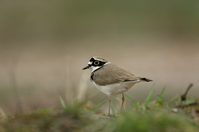 BUITEN BEELD Foto: 28912