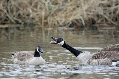 BUITEN BEELD Foto: 28919