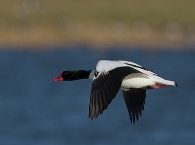 BUITEN BEELD Foto: 28955