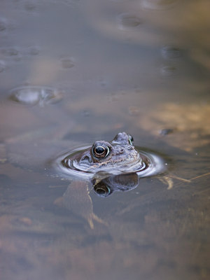 BUITEN BEELD Foto: 28967