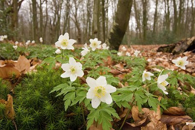 BUITEN BEELD Foto: 28983