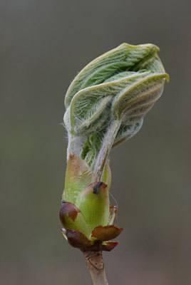 BUITEN BEELD Foto: 28992
