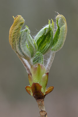 BUITEN BEELD Foto: 28994