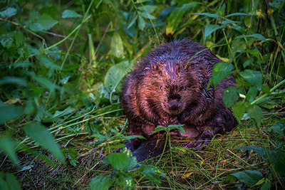 BUITEN BEELD Foto: 289027