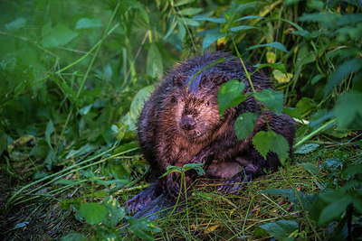 BUITEN BEELD Foto: 289058