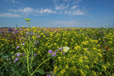 BUITEN BEELD Foto: 289067