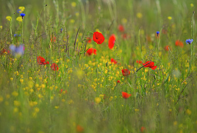 BUITEN BEELD Foto: 289070
