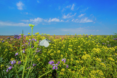 BUITEN BEELD Foto: 289073