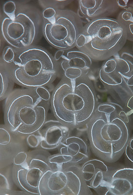 BUITEN BEELD Foto: 289130
